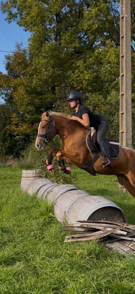 Merrie Franse rijpony PFS Te koop 2022 Vos roan