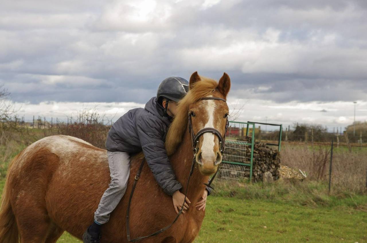 Merrie Franse rijpony PFS Te koop 2022 Vos roan