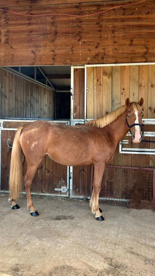 Merrie Franse rijpony PFS Te koop 2022 Vos roan