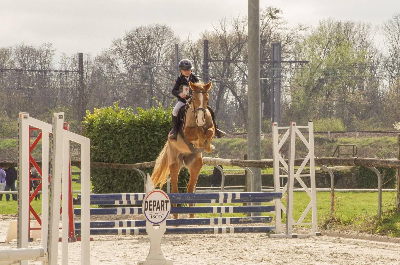 Merrie Franse rijpony PFS Te koop 2022 Vos roan