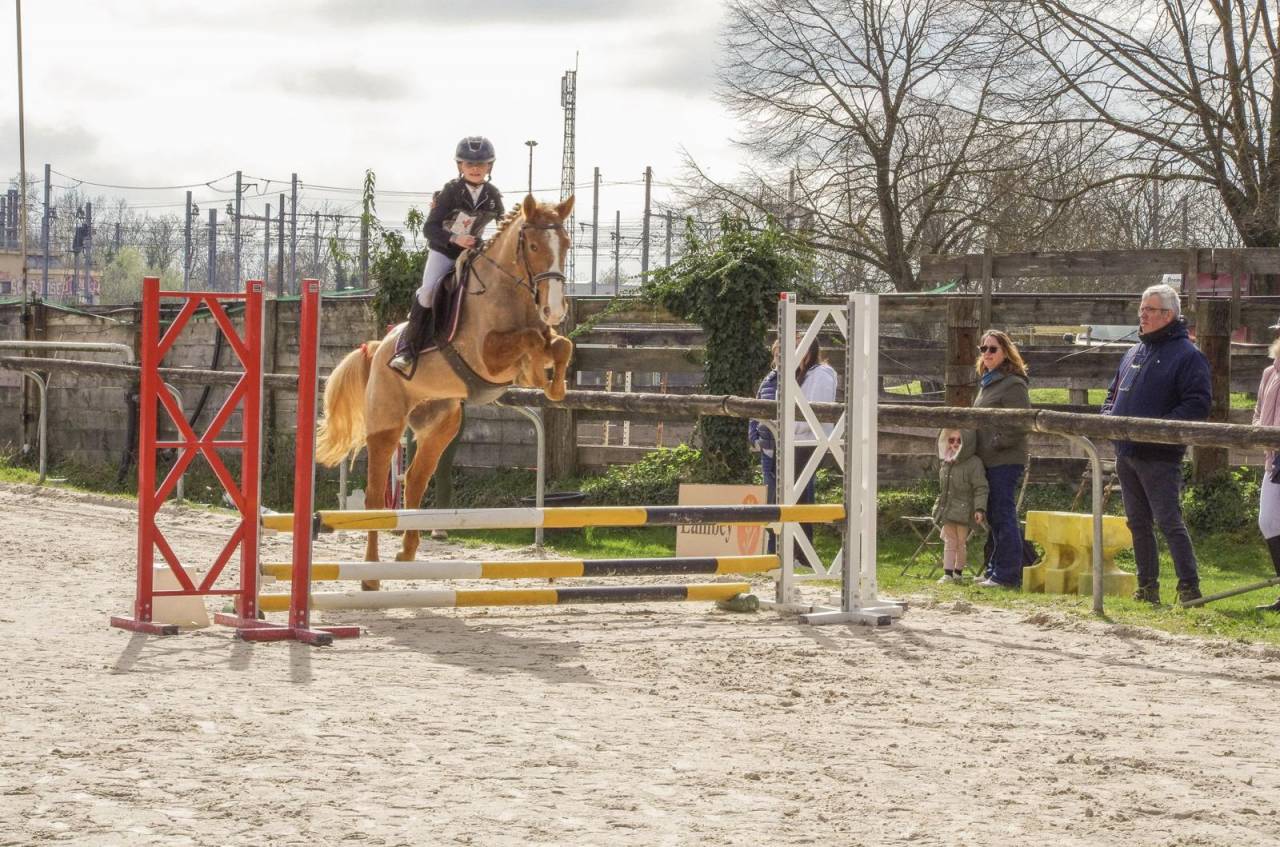 Merrie Franse rijpony PFS Te koop 2022 Vos roan