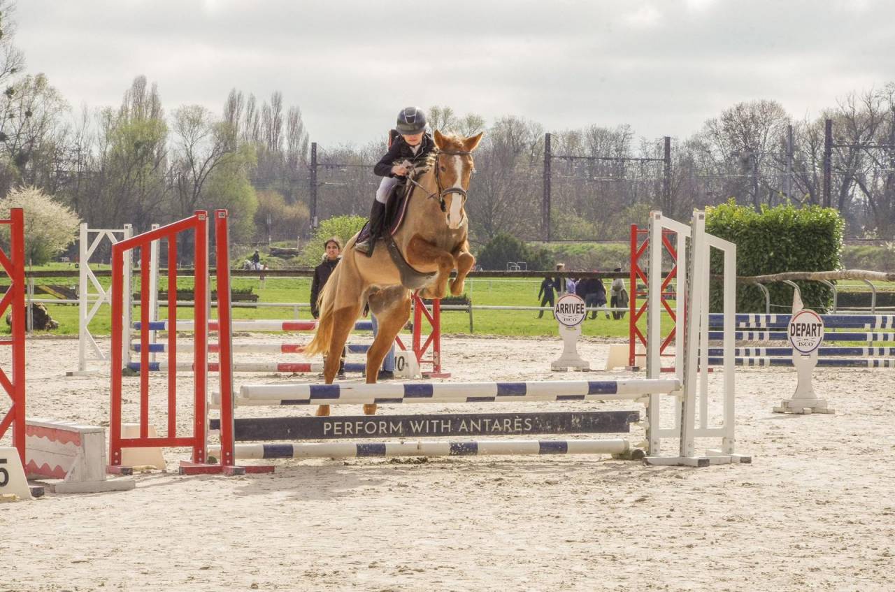 Merrie Franse rijpony PFS Te koop 2022 Vos roan
