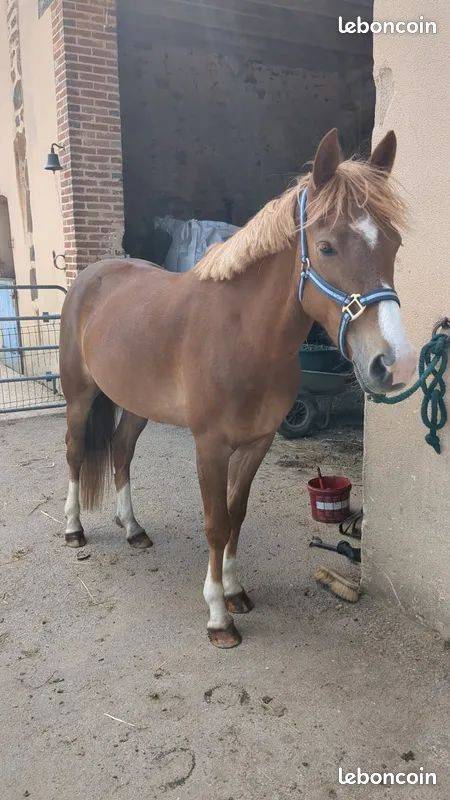 Merrie Franse rijpony PFS Te koop 2021 Vos