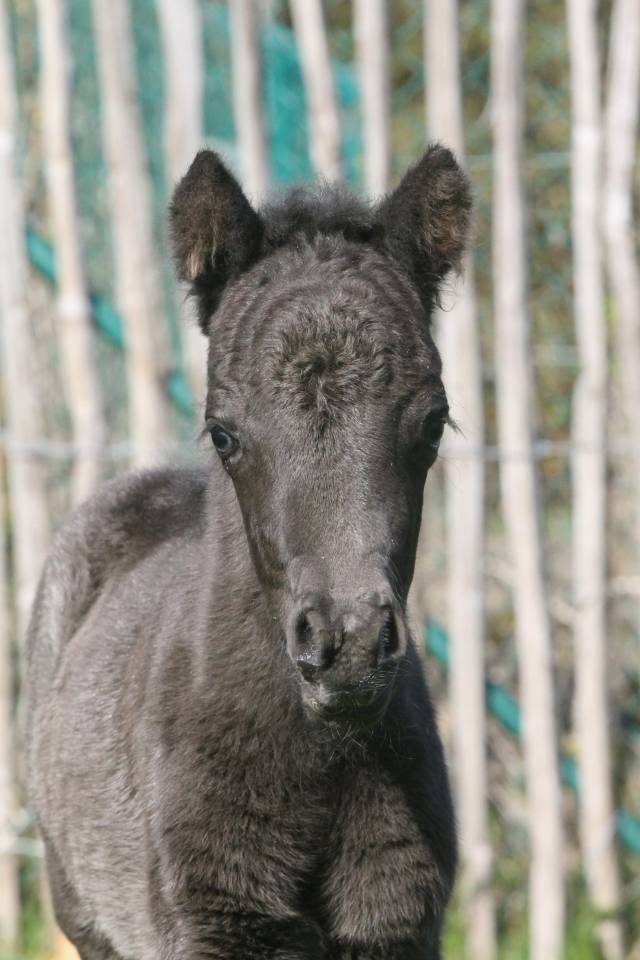 Veulen (ml) Andere pony rassen Te koop 2026 Zwart