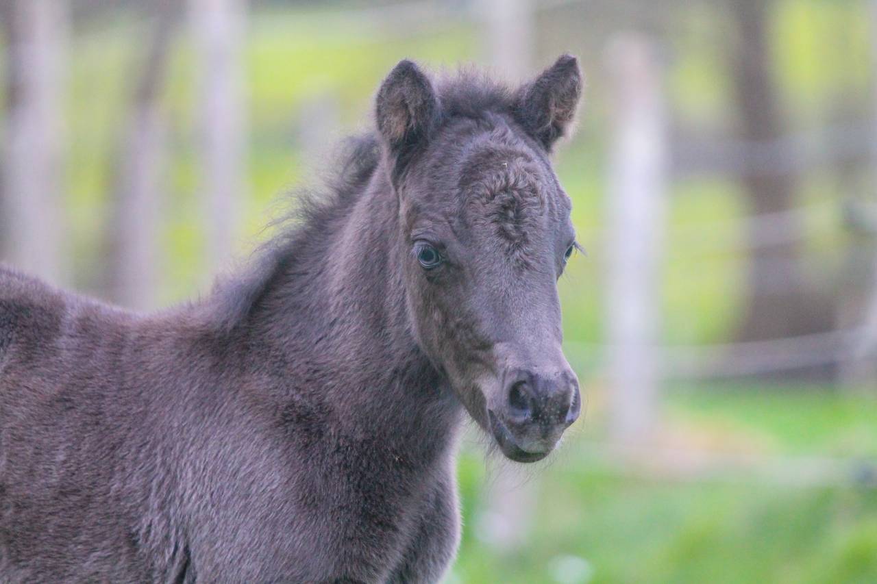 Veulen (ml) Andere pony rassen Te koop 2026 Zwart