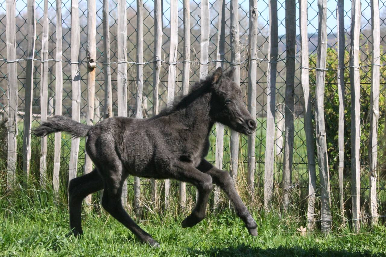 Veulen (ml) Andere pony rassen Te koop 2026 Zwart