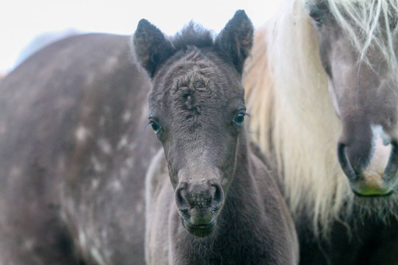 Veulen (ml) Andere pony rassen Te koop 2026 Zwart