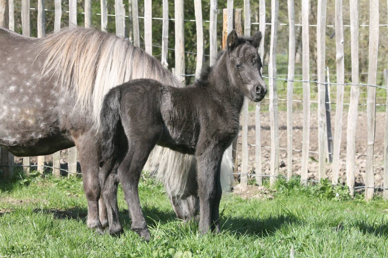 Veulen (ml) Andere pony rassen Te koop 2026 Zwart