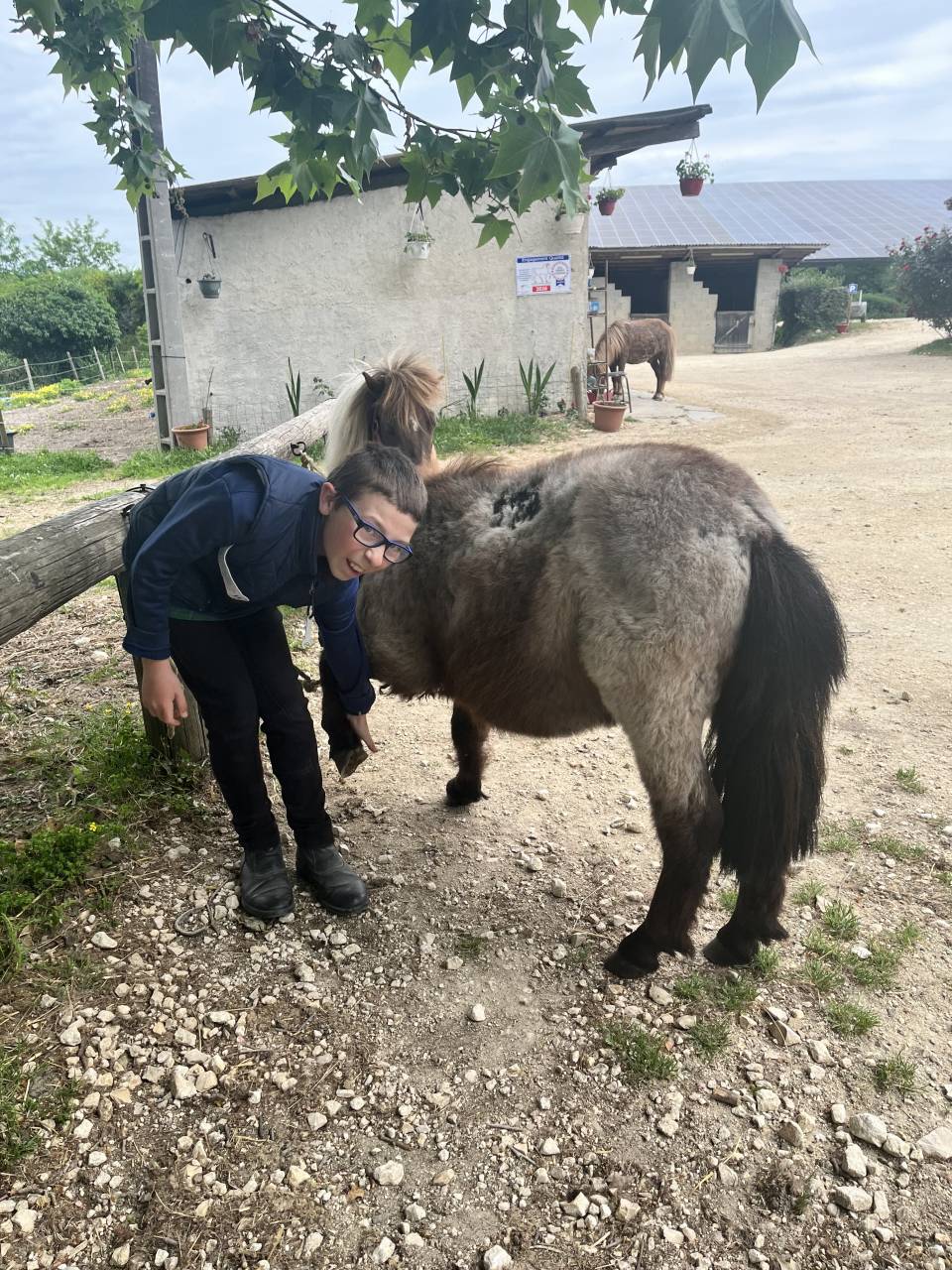 Ruin Shetland Te koop 2024 Vos roan ,  Cromignon d&rsquo;Alix