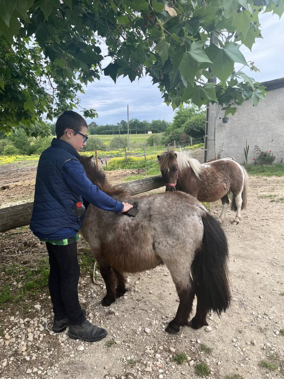 Ruin Shetland Te koop 2024 Vos roan ,  Cromignon d&rsquo;Alix