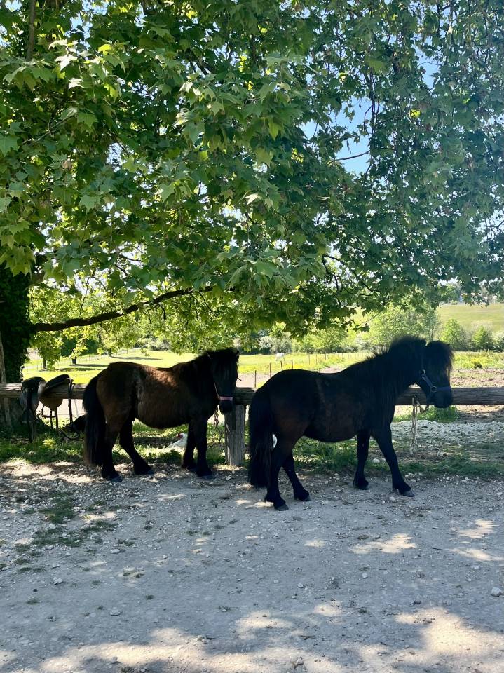 Ruin Shetland Te koop 2024 Donker bruin / bai ,  Cromignon d&rsquo;Alix