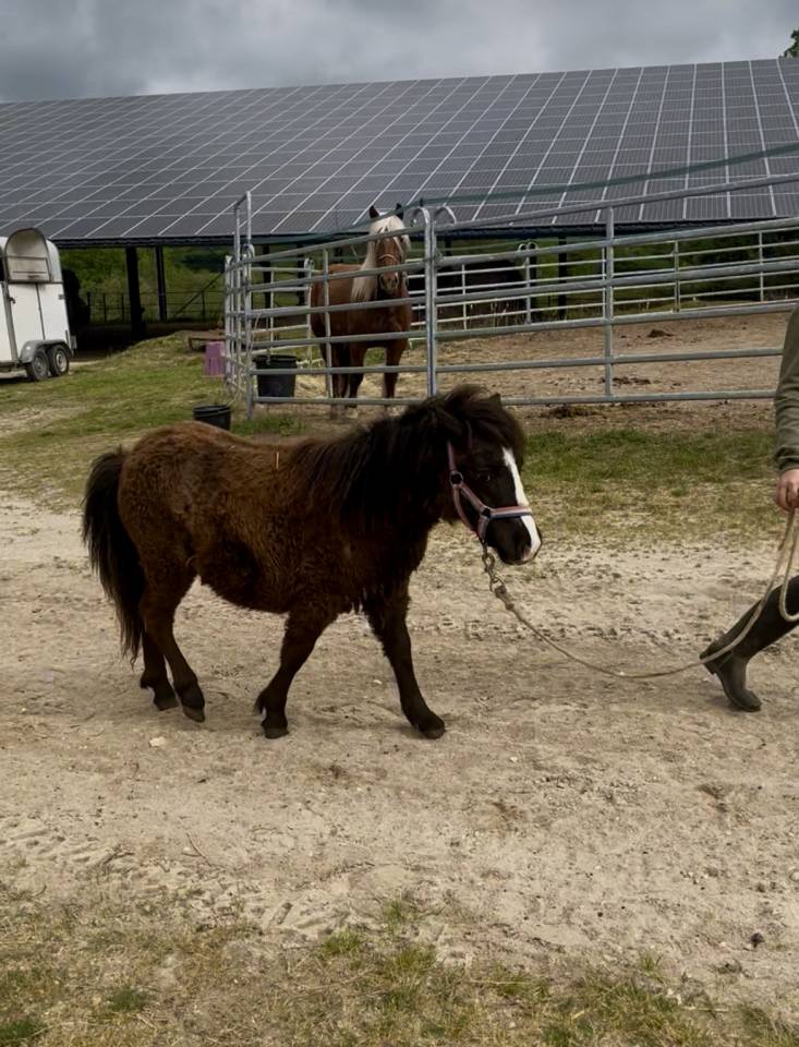 Veulen (vr) Shetland Te koop 2025 Donker bruin / bai