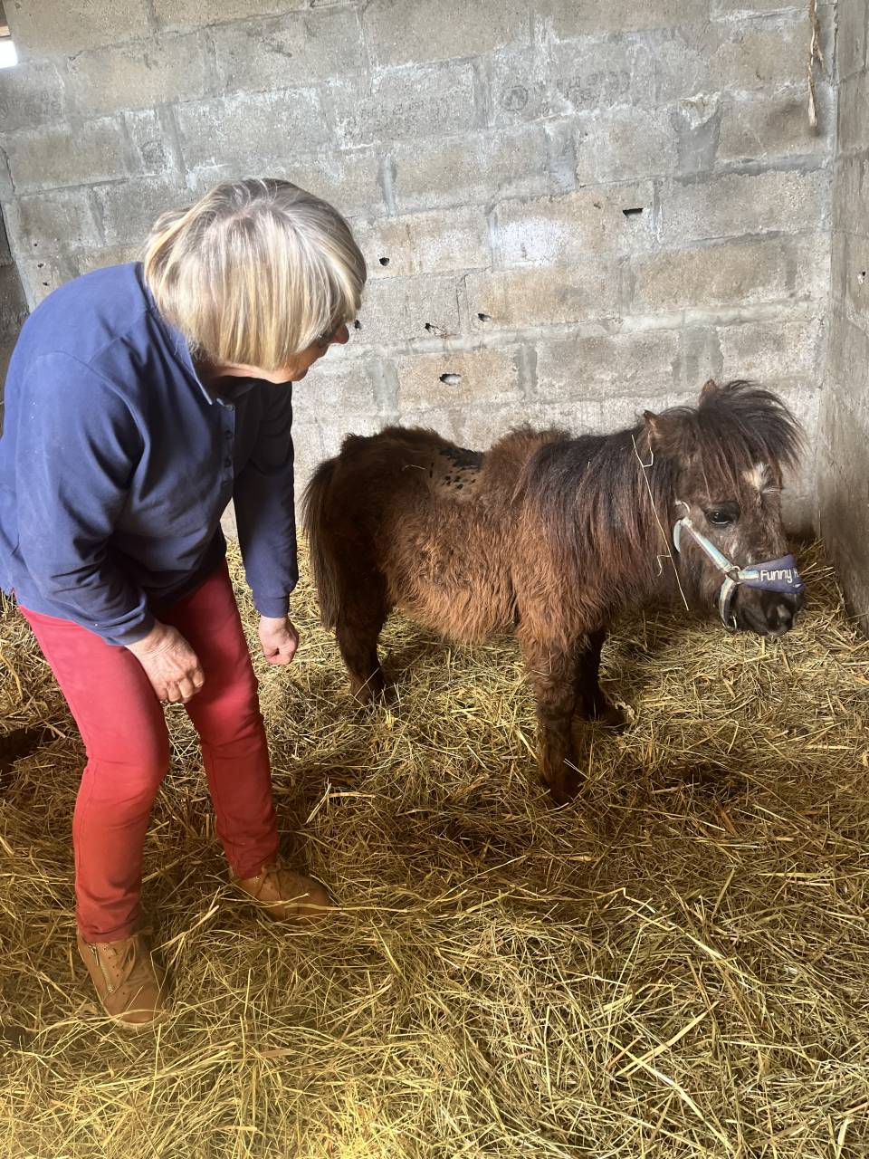 Veulen (ml) Shetland Te koop 2025 Donker bruin / bai
