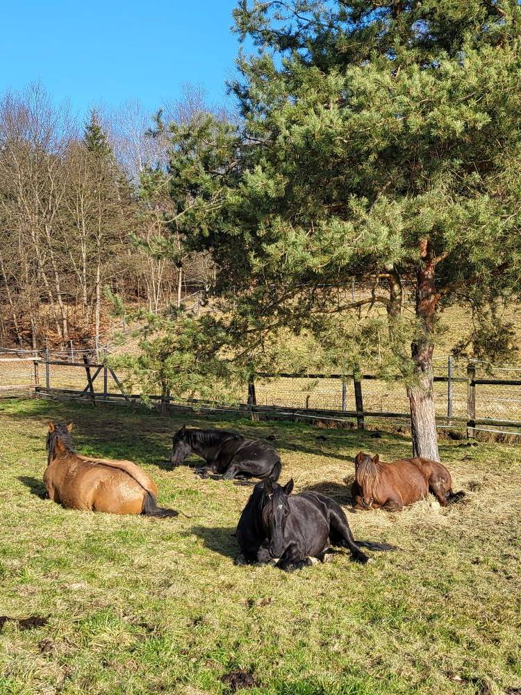 Hippisch vastgoed Koop 