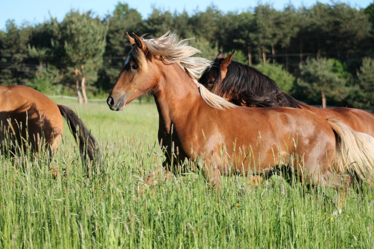 Hippisch vastgoed Koop 