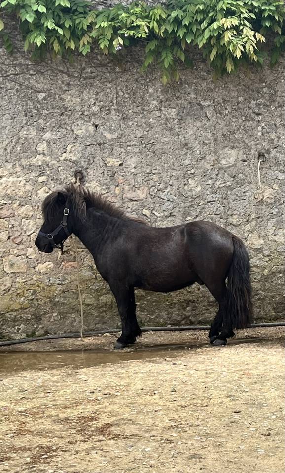Ruin Shetland Te koop 2022 Donker bruin / bai