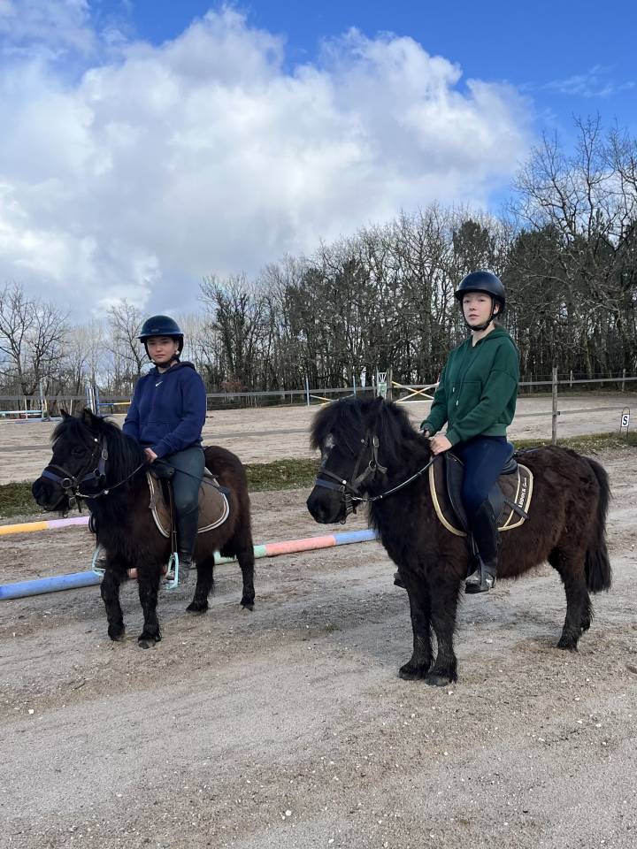 Veulen (vr) Bekend ras Te koop 2023 Donker bruin / bai