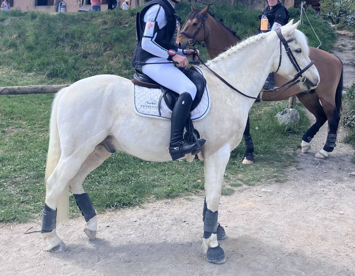 Ruin Franse rijpony PFS Te koop 2017 Palomino ,  SNOOPY DES ETISSES (PFS)
