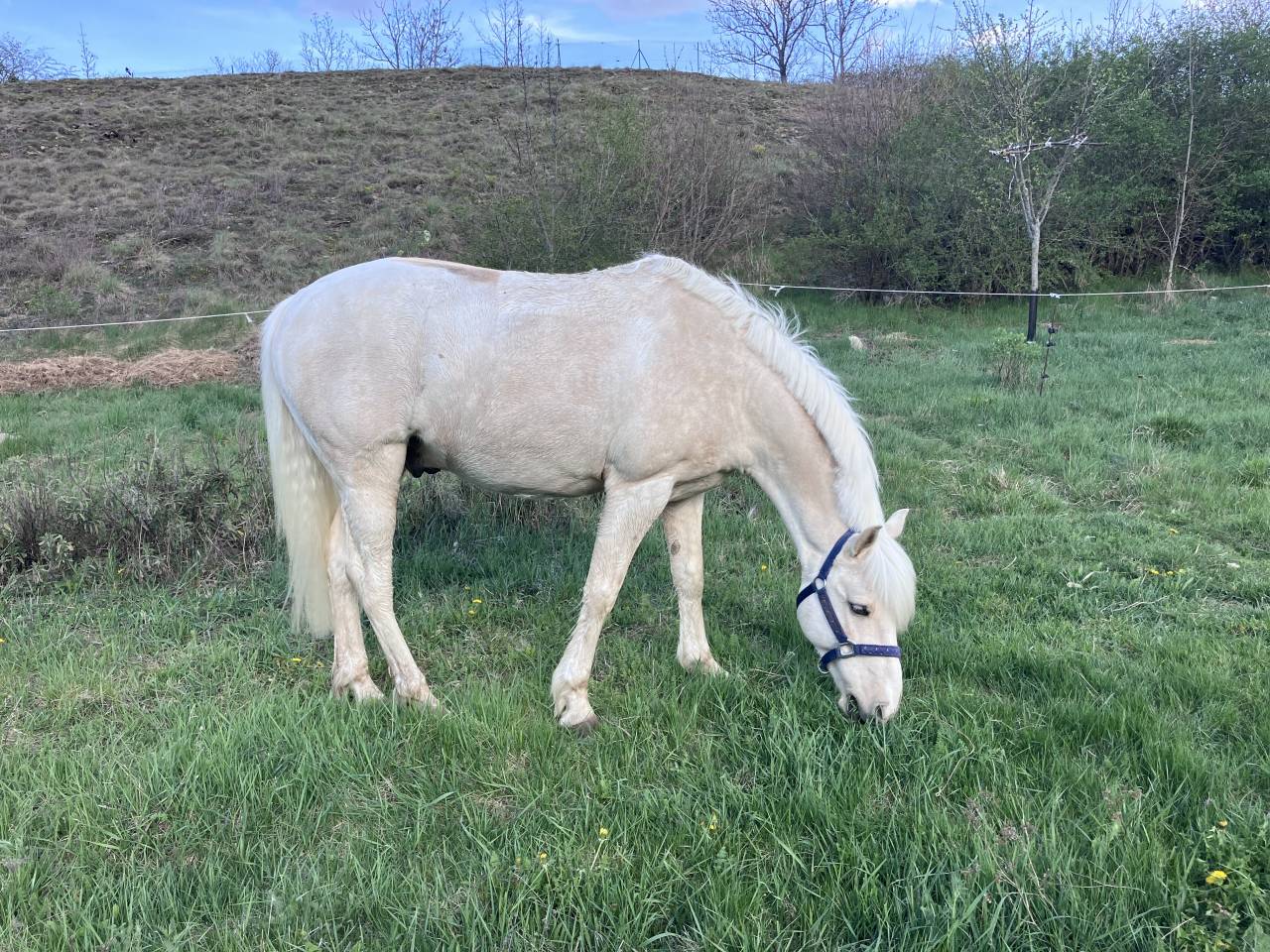 Ruin Franse rijpony PFS Te koop 2017 Palomino ,  SNOOPY DES ETISSES (PFS)