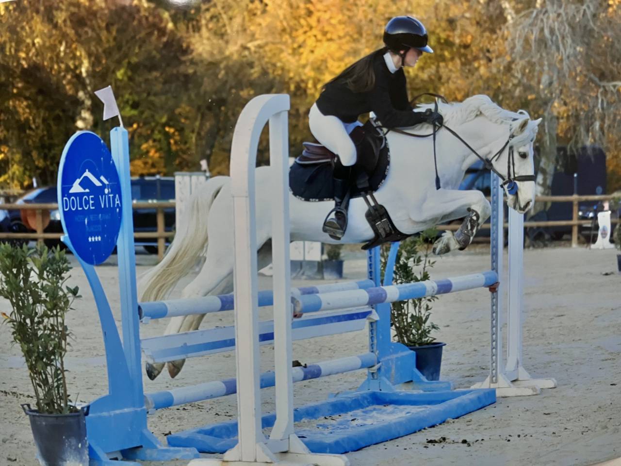 Ruin Franse rijpony PFS Te koop 2017 Palomino ,  SNOOPY DES ETISSES (PFS)