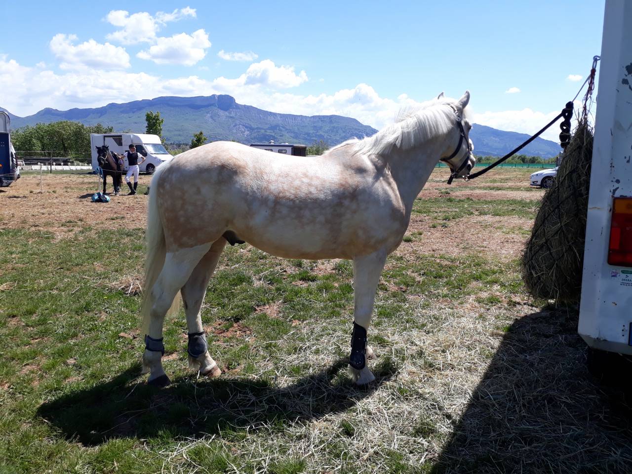 Ruin Franse rijpony PFS Te koop 2017 Palomino ,  SNOOPY DES ETISSES (PFS)