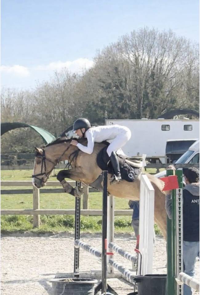 Hengst Belgische pony Te koop 2022 Isabel