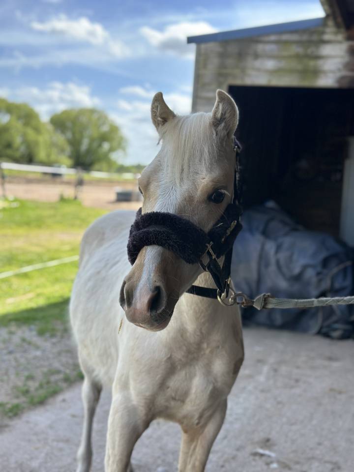 Veulen (ml) Welsh Partbred Te koop 2025 Palomino ,  H&rsquo;ydris Mirys Dream