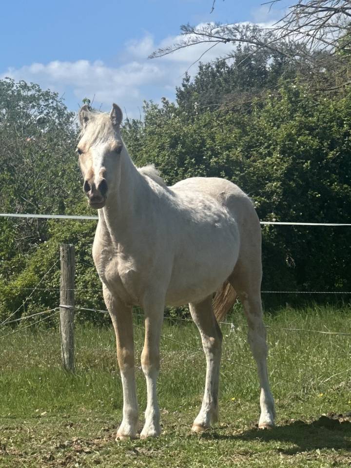 Veulen (ml) Welsh Partbred Te koop 2025 Palomino ,  H&rsquo;ydris Mirys Dream
