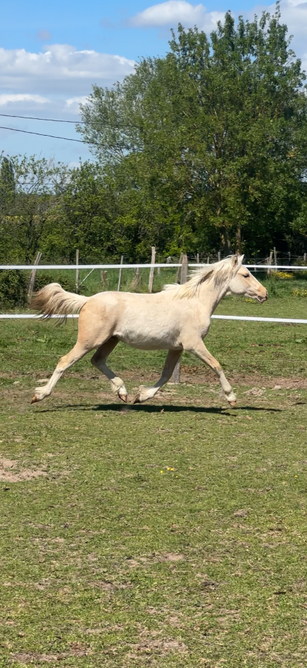 Veulen (ml) Welsh Partbred Te koop 2025 Palomino ,  H&rsquo;ydris Mirys Dream
