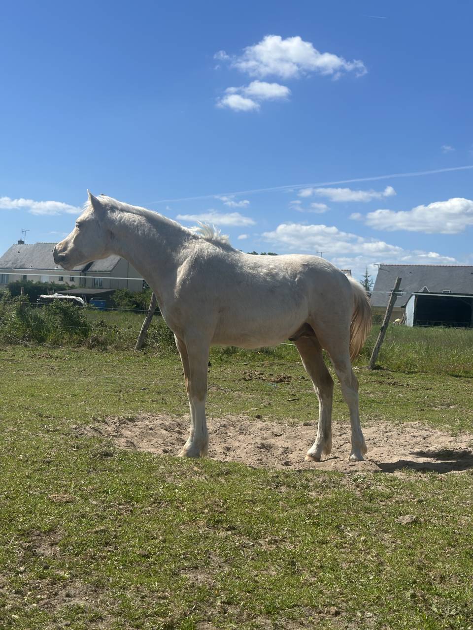 Veulen (ml) Welsh Partbred Te koop 2025 Palomino ,  H&rsquo;ydris Mirys Dream