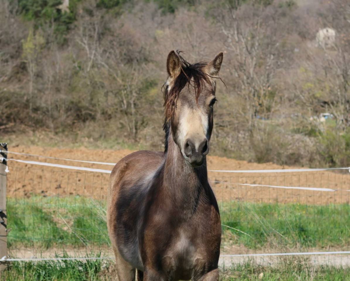 Merrie Franse rijpony PFS Te koop 2024 Isabel