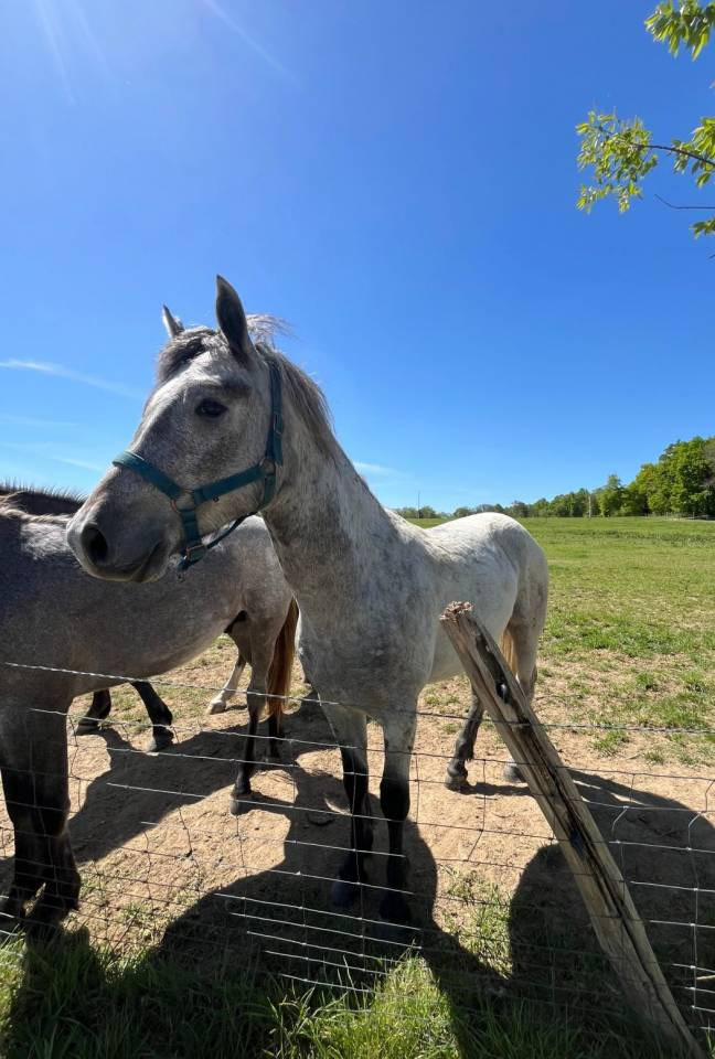 Hengst Connemara Te koop 2024 Schimmel ,  UBAYE PONDI