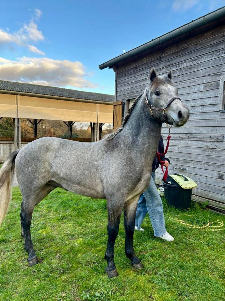 Hengst Connemara Te koop 2024 Schimmel ,  UBAYE PONDI