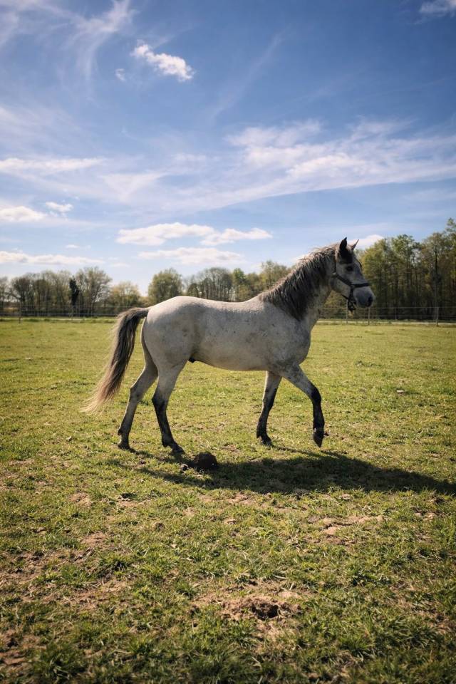 Hengst Connemara Te koop 2024 Schimmel ,  UBAYE PONDI