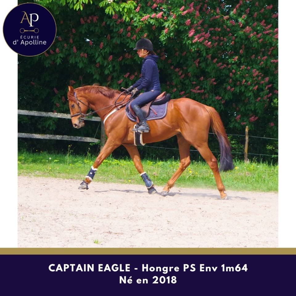 Ruin Volbloed Te koop 2018 Vos