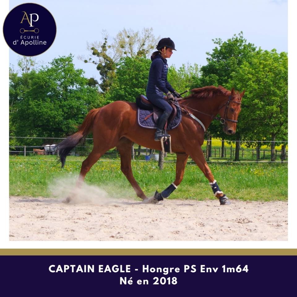 Ruin Volbloed Te koop 2018 Vos