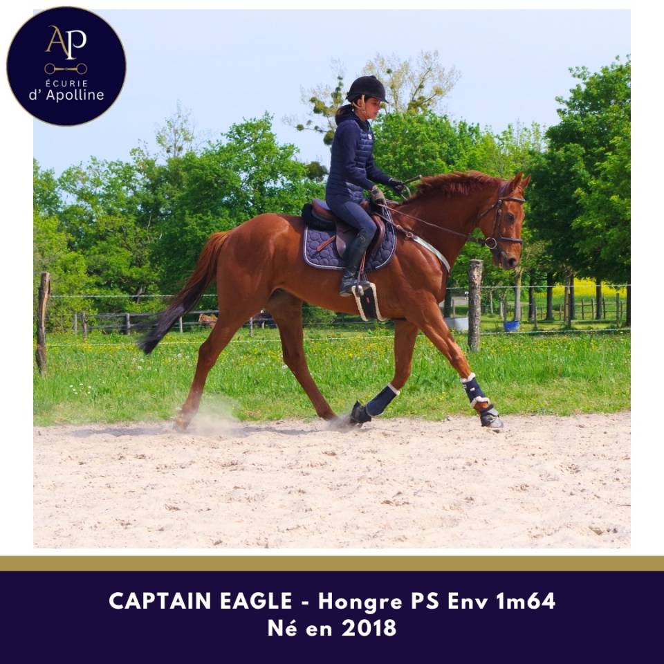 Ruin Volbloed Te koop 2018 Vos