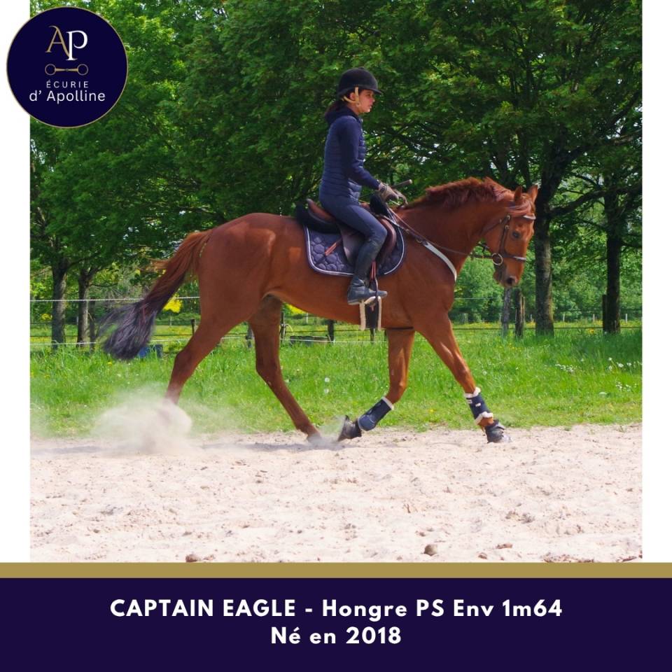 Ruin Volbloed Te koop 2018 Vos