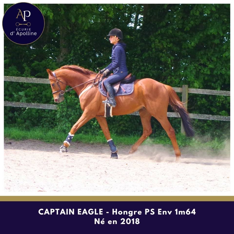 Ruin Volbloed Te koop 2018 Vos