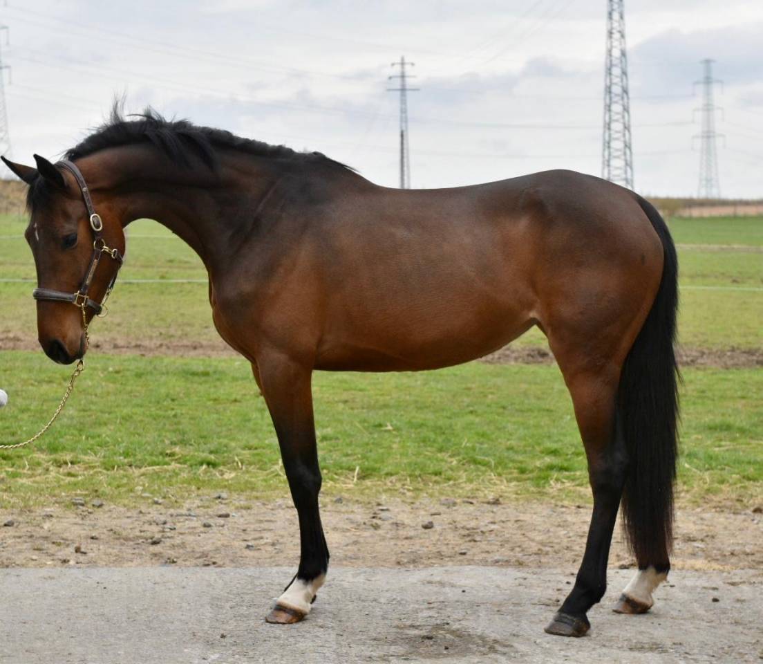 Merrie Zangersheide Te koop 2022 Bruin / Bai