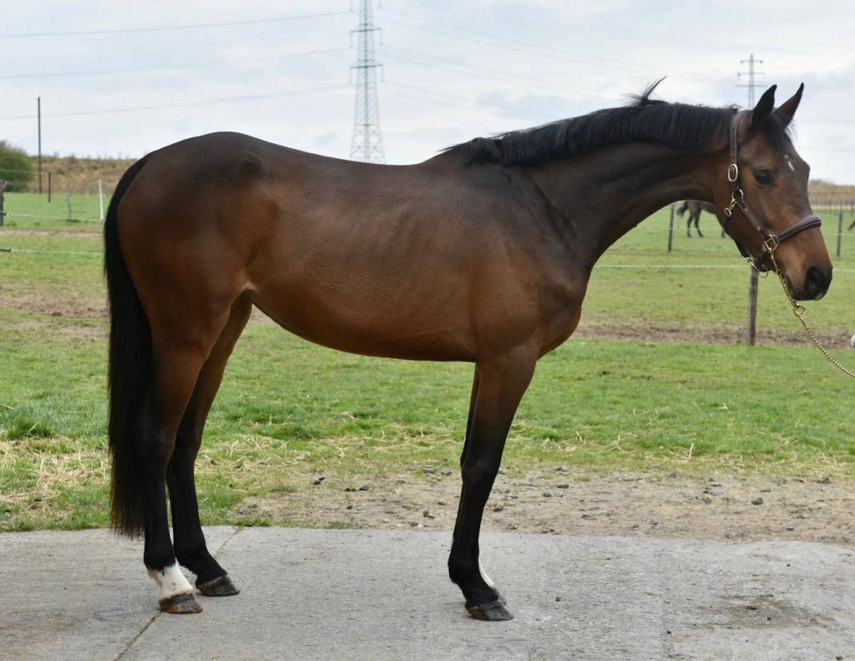 Merrie Zangersheide Te koop 2022 Bruin / Bai