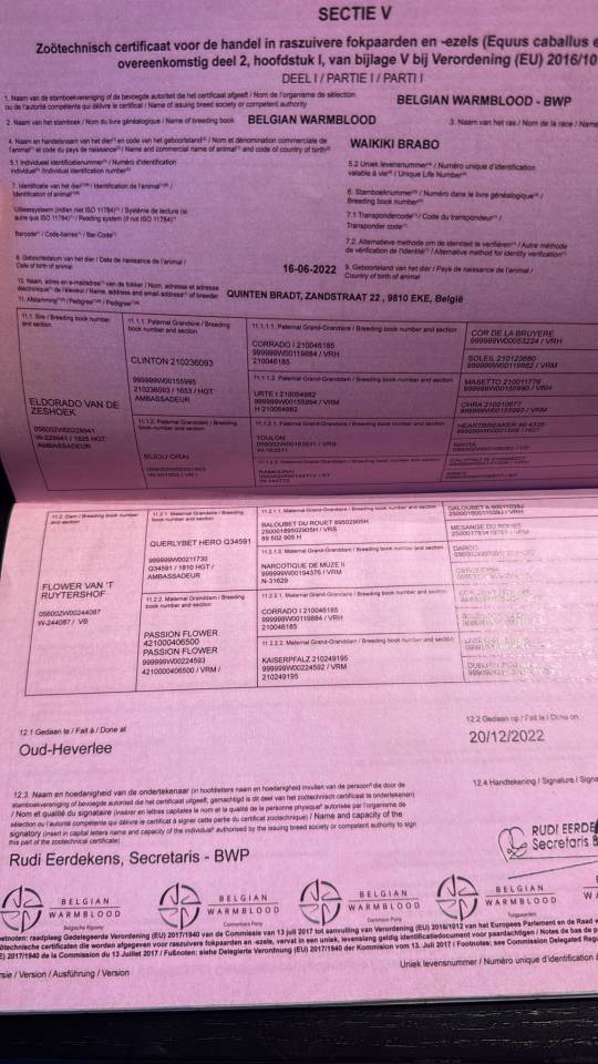 Merrie Zangersheide Te koop 2022 Bruin / Bai