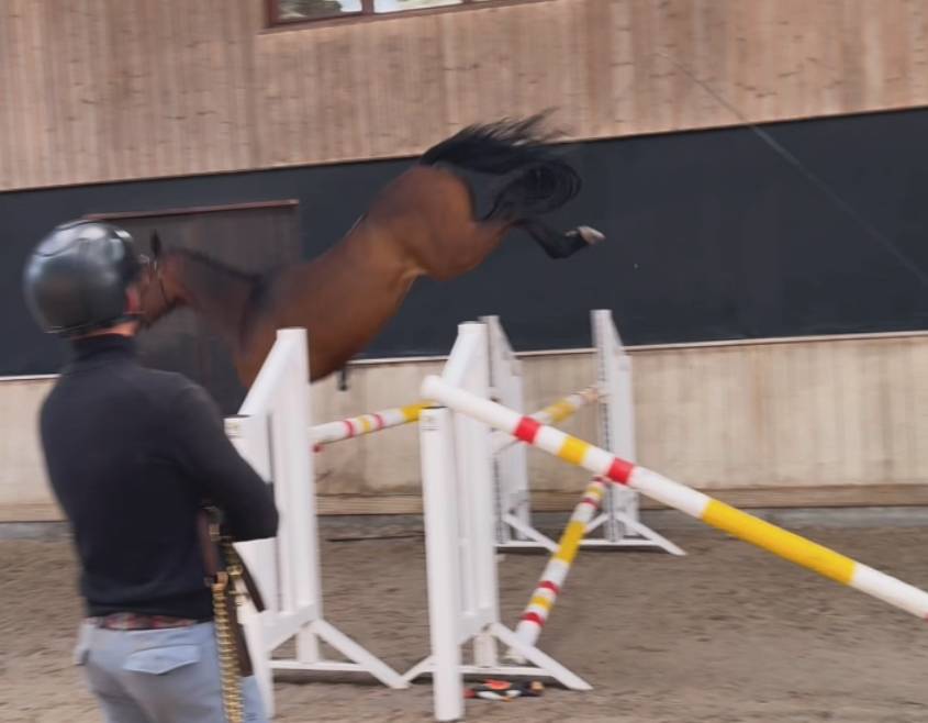 Merrie Zangersheide Te koop 2022 Bruin / Bai