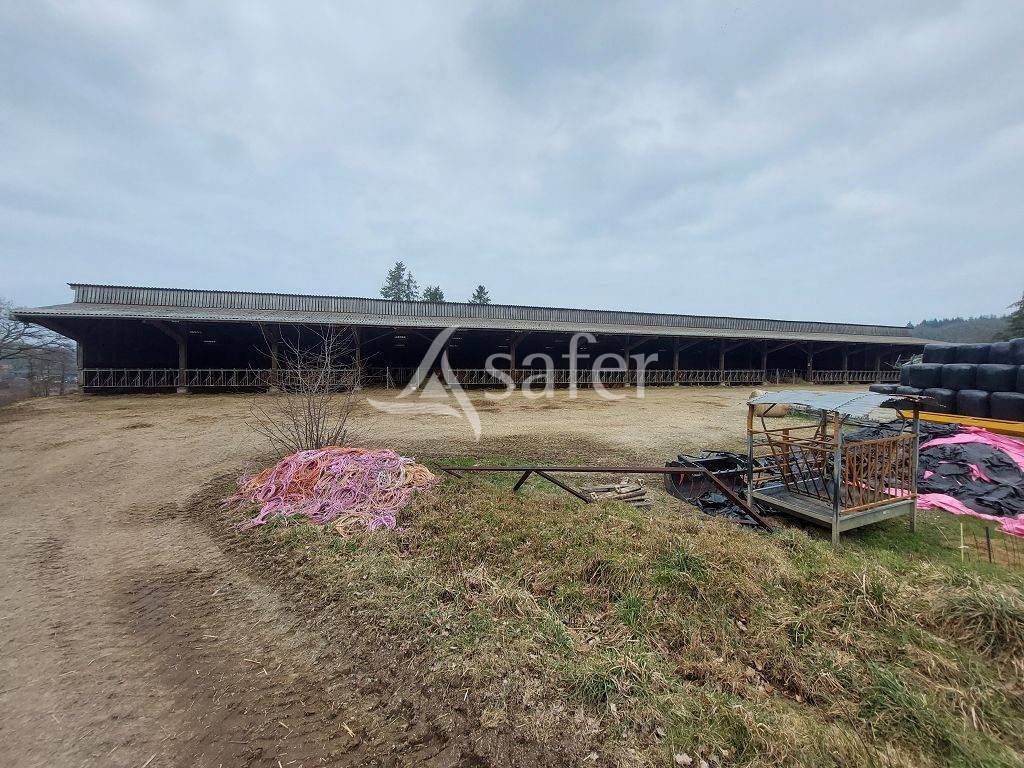 Schapen exploitatie Koop Creuse