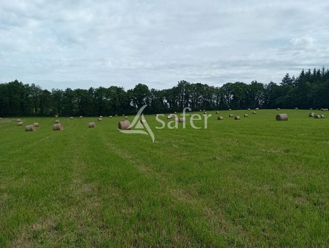 Schapen exploitatie Koop Creuse