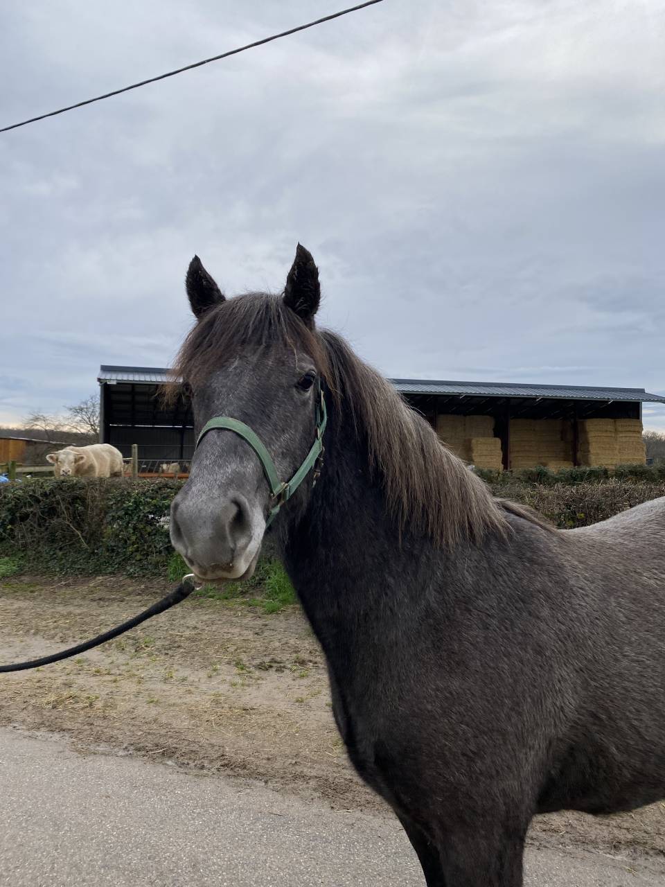 Ruin Connemara Te koop 2024 Schimmel