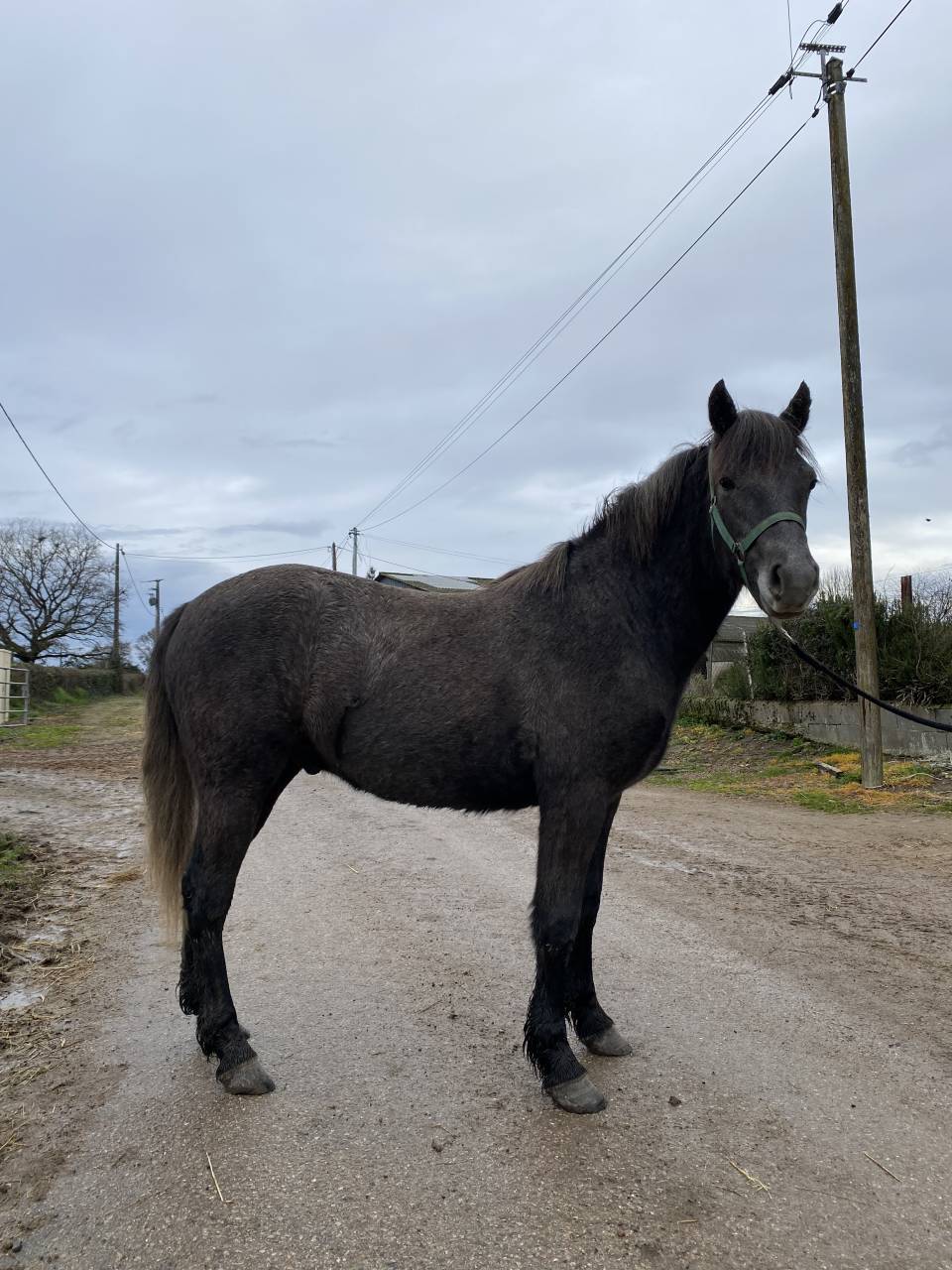 Ruin Connemara Te koop 2024 Schimmel