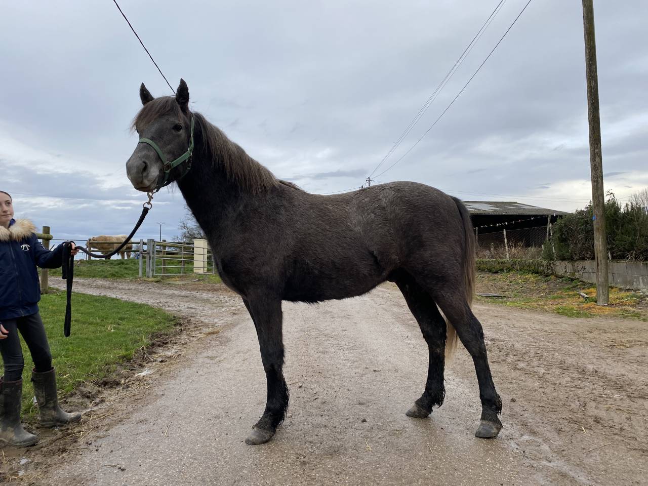 Ruin Connemara Te koop 2024 Schimmel