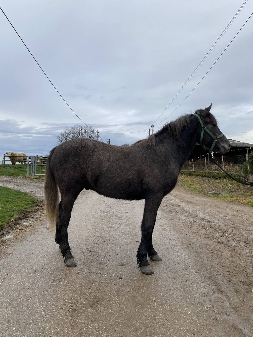Ruin Connemara Te koop 2024 Schimmel