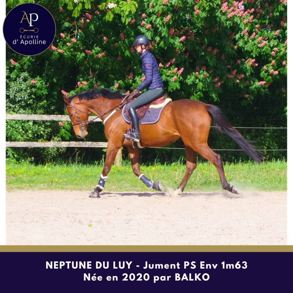 Merrie Volbloed Te koop 2020 Donker bruin / bai ,  balko